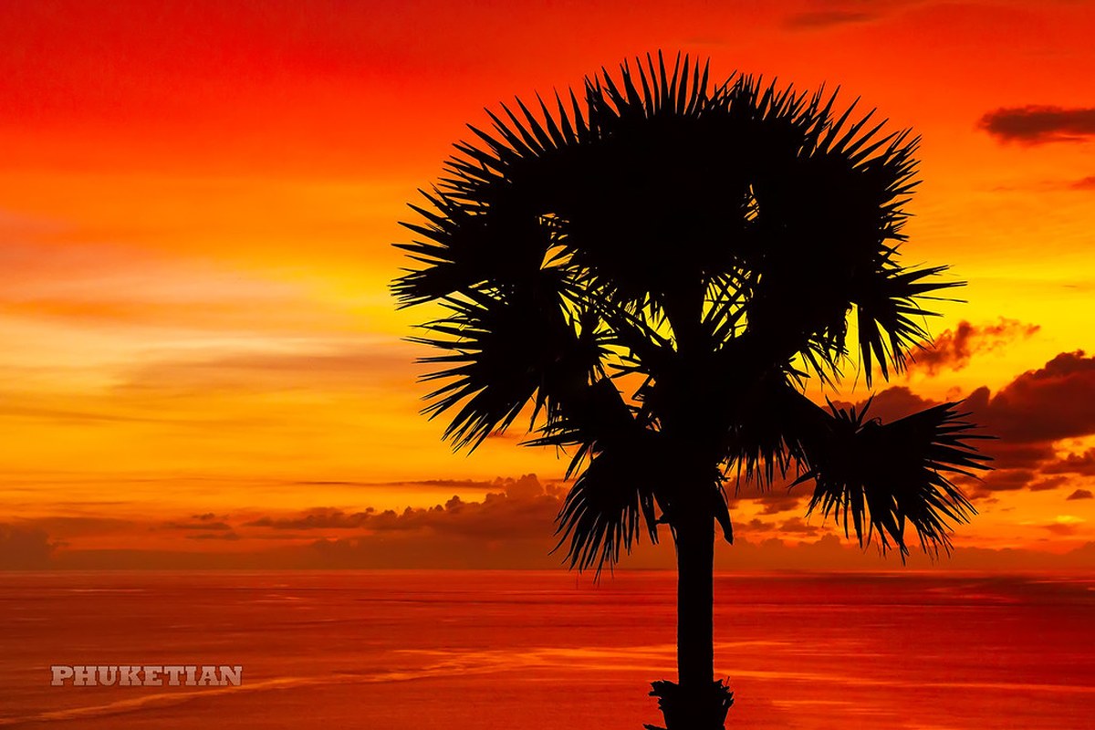 как продать квартиру на пхукете — пляж Пхукета и пальмы (фото 3)